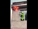 やじゅまんとみる除去