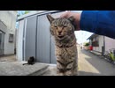 物置前の黒猫を呼んだ結果→なぜかキジトラ参戦