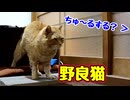 ぐっすり寝てたのに…【野良猫】