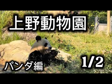 上野動物園でパンダを観覧する　前半