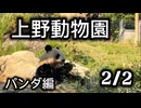 上野動物園でパンダを観覧する　後半