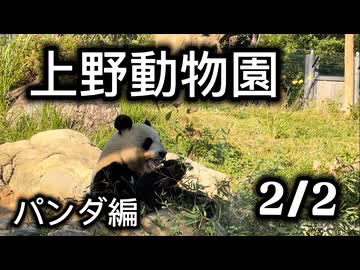 上野動物園でパンダを観覧する　後半