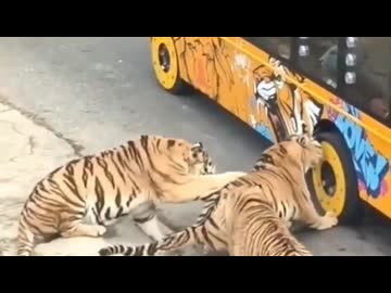 ホモと見るいたずらをする仲間を阻止するトラ