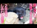 縁深き黒い幼猫、魂が繋がったしあわせ通信