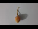 告白と同じ