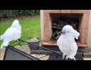 やじゅまんと見るnori
