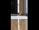 やじゅまんと見る子育て