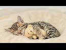 ホモと学ぶ子猫画像集.1min