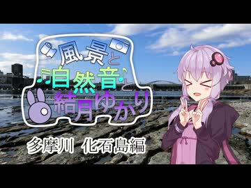 多摩川の化石掘りと川の音と結月ゆかり
