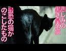 悲しみの黒き皇帝猫、最恐の猫がのこしたもの