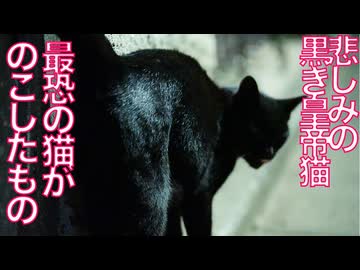 悲しみの黒き皇帝猫、最恐の猫がのこしたもの