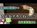 このキヨタミ幼虫、なんかデカくね？他 虫作業報告#6