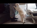 拾いねこ＠生後4926/851日目　立ち上がってズボンで爪とぎするゆきち。