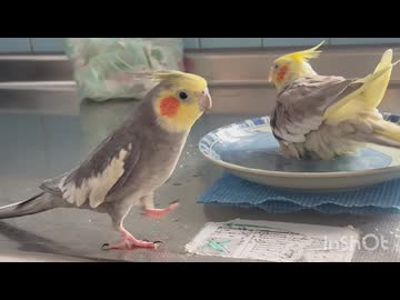 しずかとジャイアン？□