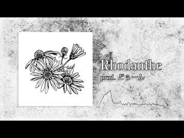 Rhodanthe
