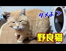説教くらう【野良猫】