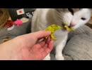 野菜ねこ