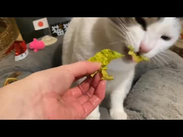 白菜と大根