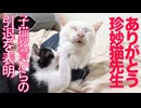ありがとう珍妙猫先生、子猫育成引退のとき