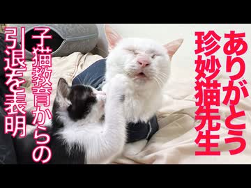 ありがとう珍妙猫先生、子猫育成引退のとき