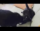 ペロペロ＆カキカキ動画