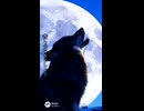 狼の末路｜soraで歌詞動画作ってみた！