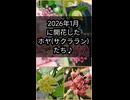 2026年1月に開花したホヤ(サクララン)たち♪