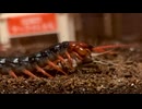 『ただムカデの捕食を観る動画』