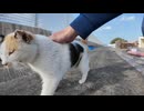 【奇跡】漁港にハート模様の三毛猫が出現→撫でてくれと言わんばかりに近づいてきた件