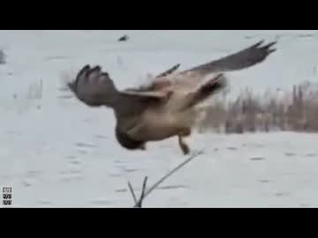 ホモと見るバグってしまった鳥