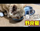 よっぽど おなか空いてたのね【野良猫】