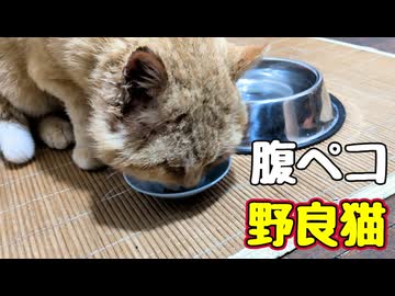 よっぽど おなか空いてたのね【野良猫】