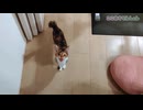人間がだいすきでたまらない子猫
