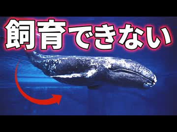 ヒゲクジラの飼育が失敗に終わった理由【生物解説】