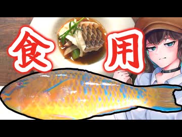 このカラーリング…どう見ても食用魚だな！【MOCA’Sキッチン #7　ヒブダイの中華風蒸し】