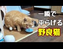 なんか忙しいみたいです【野良猫】