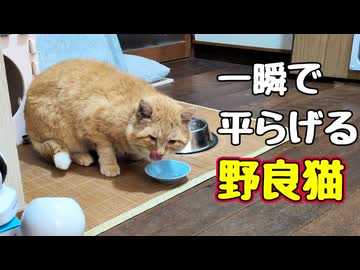 なんか忙しいみたいです【野良猫】