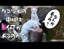 【子猫】やんちゃ盛りで何にでも興味津々