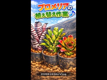 2026年2月3日のVlog ブロメリアの植え替え作業♪