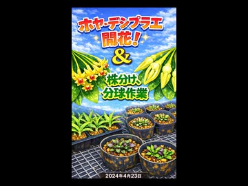 2026年2月4日のVlog ホヤ・デシプラエ開花&株分け、分球作業