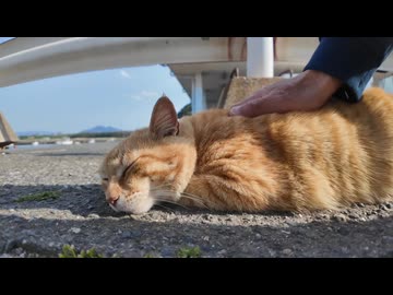 ナデナデ → 声出る → かわいい（野良猫）