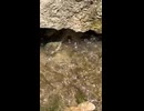 やじゅまんと見る隠れ