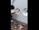 やじゅまんと見る壁