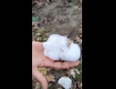 やじゅまんと見る綿