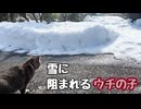 暖かくは なったんですが【野良猫】