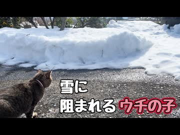 暖かくは なったんですが【野良猫】