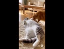 ネコのお裾分けにビビる猫