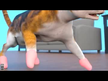 ホモと見る猫が爪で引っかかないようにする手術