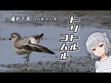 トリトルコハル 『名古屋の干潟』