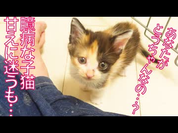 臆病な妹子猫、甘えていいのか迷いまくる